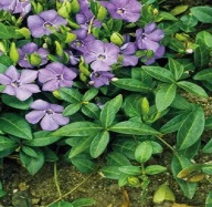 barwinek zimozielony pospolity 2 kłącza z gołym korzeniem