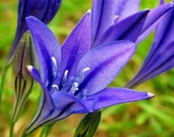 Hiacynt kalifornijski sadzonka w pojemniku 10 CM na balkon taras do donicy