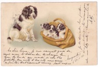 Pies Psy szczeniaki w torbie 1902r. Litografia