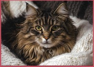 Kot kotek koty rasa harce kot w życiu człowieka pocztówka