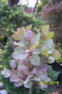 Perukowiec kula szczepiony karłowy pienny inny