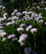 Kulnik - Globularia meridionalis