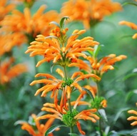 Klip Dagga nasiona 30szt***