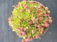 Rojnik 13 delikatnie czerwieniejący z orzęsieniem