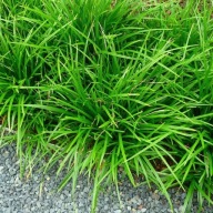 Turzyca Irish Green P9