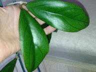 Hoya Hoja RANAUENSIS cięta
