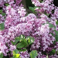 Lilak Meyera (Syringa meyeri) 'Palibin’ POJ. 2L