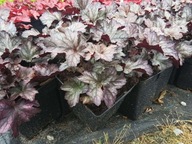 ŻURAWKA "REX SILVER" sadzonka doniczka 1,5 l