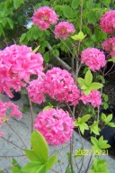 Azalia różowa pomponowa szczerpiona pienna inna