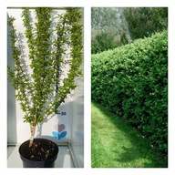 Ligustr pospolity zimozielony Liguster Żywopłot 80 cm DUŻA sadzonka C2