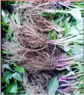 jeżówka Jeżówki SADZONKI 50 sztuk 15 cm po 1 zł miododajne wieloletnie