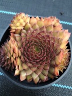 Rojnik 206 AJAX jasnobrązowa odmiana wolniej rosnąca