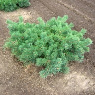 ZIELONY DYWAN Sosna pospolita 'Hillside Creeper' Pinus sylvestris