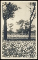 PTZ - SOUTH WEST AFRICA NAMIBIA # DZIKIE LILIE, DRZEWA # # POCZTÓWKA 1947