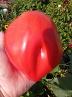 Pomidor Bread & Salt różowe bawole serce nasiona kolekcjonerskie