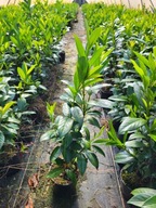 laurowiśnia NOVITA piekna,gęsta,kilku pędowa sadzonka w doniczce TANIA!