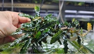Bucephalandra sp. Blue Titan kolekcja od fibell