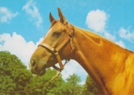 KOŃ - KONIE - PĘPOWO - STADNINA KONI - KLACZ BEKARIA