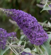 BUDLEJA DAWIDA DARTS PAPILLON BLUE MOTYLI KRZEW