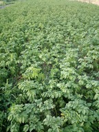 ZIEMNIAKI ŻÓŁTE LORD 16 KG