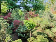 sosna pinus Karpacka 18 letnia bonsai niwak szczepiona inna