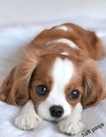 HAFT DIAMENTOWY PIES PIESKI PSY ZWIERZĘTA DIAMOND PAINTING MOZAIKI DIAMENTO