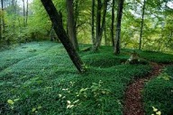 BARWINEK POSPOLITY sadzonki z gołym korzeniem 50 szt zadarniający