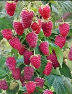 MALINA POWTARZAJĄCA DUŻE OWOCE SADZONKI MALIN MALINY CAŁOROCZNA