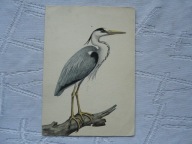 CZAPLA SIWA PIECZĄTKA Z ZOO WARSZAWA