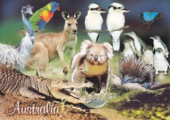 AUSTRALIA - FAUNA - KANGUR - KOALA - PINGWIN - KOOKABURA