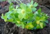 ###### CIESZYNIANKA WIOSENNA ##### litara