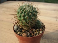 Kaktus ,Rebutia cajasensis FR 1141