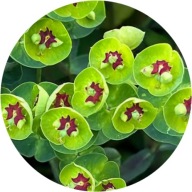 Wilczomlecz Martini 1,5L