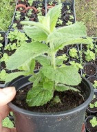 Mięta zielona w doniczce