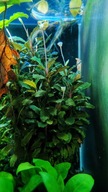 Bucephalandra sp. szczepka sadzonka