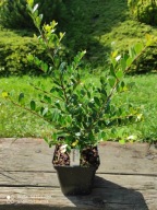 Ostrokrzew Dark green