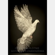 Gołąb biały czarne tło ilustracja obraz płótno 55x80 ptak gołębica wolność