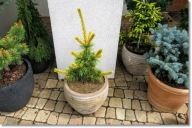 Pinus parviflora 'Goldilocks' - Piękna !!!