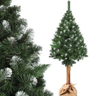 Choinka sztuczna CHOINKA SZTUCZNA SOSNA NA PNIU 180CM 161 - 180 cm