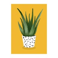 „Aloes w Kropki” – Ilustrowany Plakat Roślinny