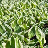 Funkia Hosta 'Patriot' W DONICZCE, BIAŁO ZIELONE LIŚCIE Dekoracyjna