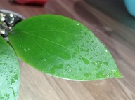 Hoya Hoja DOSSY MB 1219 ukorzeniona