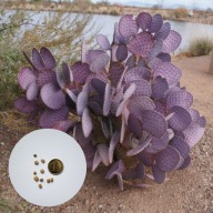 Opuntia santarita – opuncja fioletowa | 10 NASION + instrukcja wysiewu