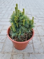 Sosna drobnokwiatowa Pinus parviflora 'Koraku' NA BIG BONSAI