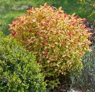 TAWUŁA GOLDFLAME RUDE PRZYROSTY NA WIOSNĘ ŁATWA UPRAWA