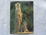 PIESKI PRERIOWE SURYKATKI