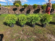 Tuja kulista Danica odm. złota 45cm