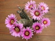 Kaktus ,Echinocereus bristolii