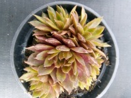 Rojnik 399 LITTLE MISS SUNSHINE o słonecznych barwach