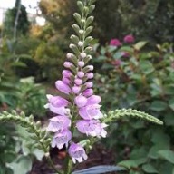 Odętka Wirginijska Bylina Sadzonka P9